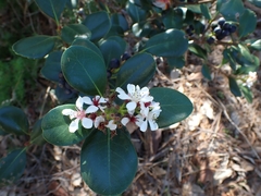 Rhaphiolepis umbellata