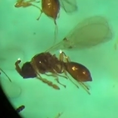 Basalys