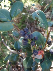 Rhaphiolepis umbellata