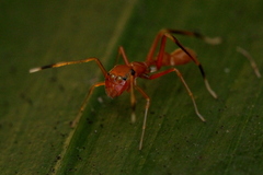 Myrmaplata plataleoides
