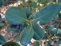 Rhaphiolepis umbellata