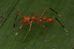 Myrmaplata plataleoides