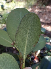Rhaphiolepis umbellata