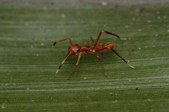 Myrmaplata plataleoides