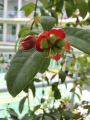 Ochna serrulata