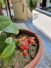 Ochna serrulata