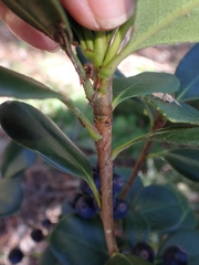 Rhaphiolepis umbellata