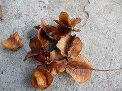 Terminalia elliptica