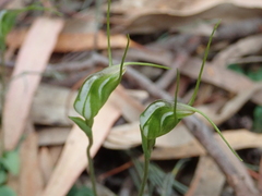 Pterostylis pedoglossa