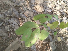 Terminalia elliptica