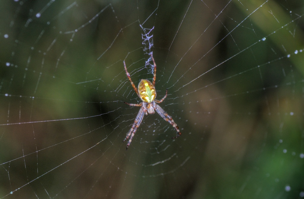 Novaranea queribunda