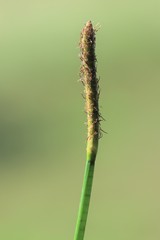 Eleocharis dulcis