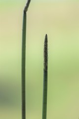 Eleocharis dulcis