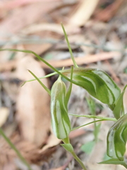 Pterostylis pedoglossa