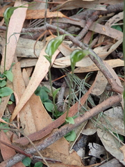 Pterostylis pedoglossa