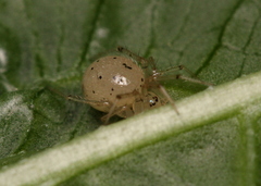 Theridiidae