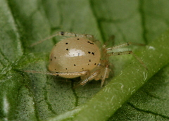 Theridiidae
