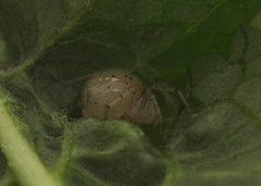 Theridiidae