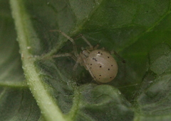 Theridiidae