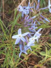 Amsonia ciliata texana