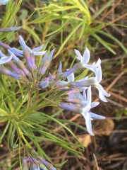 Amsonia ciliata texana