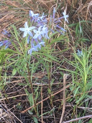 Amsonia ciliata texana
