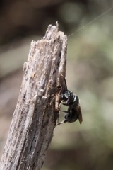 Ceratina acantha