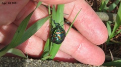 Poecilocoris splendidulus