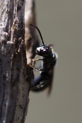 Ceratina acantha