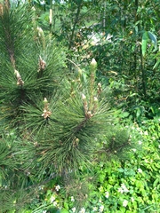 Pinus taiwanensis