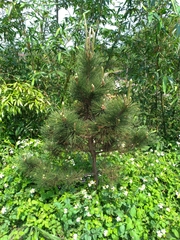 Pinus taiwanensis