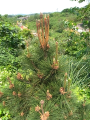 Pinus taiwanensis