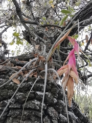 Tillandsia erubescens