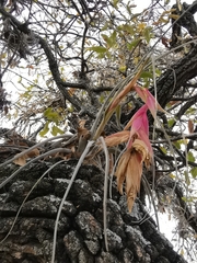 Tillandsia erubescens