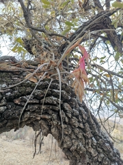 Tillandsia erubescens