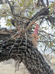 Tillandsia erubescens