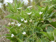 Scaevola chamissoniana