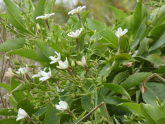Scaevola chamissoniana