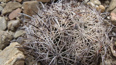 Coryphantha pseudonickelsiae