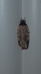 Agonopterix atrodorsella