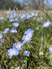 Nemophila menziesii menziesii