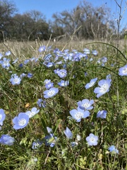 Nemophila menziesii menziesii