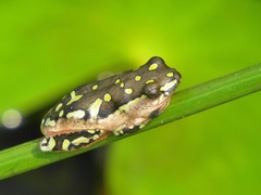 Hyperolius marmoratus marmoratus