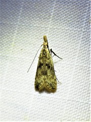 Dichomeris punctipennella