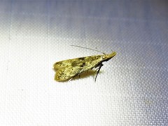 Dichomeris punctipennella