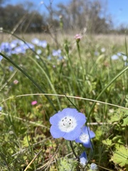 Nemophila menziesii menziesii