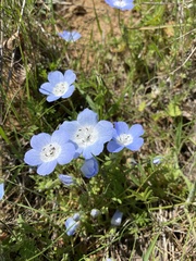 Nemophila menziesii menziesii