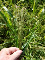 Panicum hirsutum