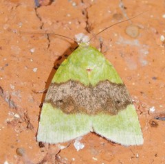 Lophocrama phoenicochlora