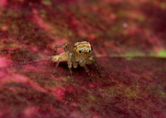Colopsus
